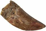 Serrated, Carcharodontosaurus Tooth - Real Dinosaur Tooth #234257-1